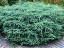Можжевельник виргинский Хетц