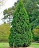 Туя западная Дугласи пирамидалис