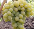 Виноград Августин