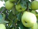 Яблоня Антоновка обыкновенная