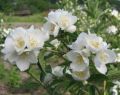 Жасмин (чубушник) Алебастр