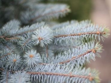 Ель колючая Эдит