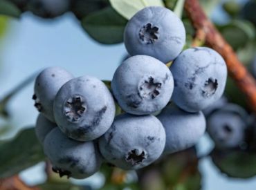 Голубика высокорослая Бонус