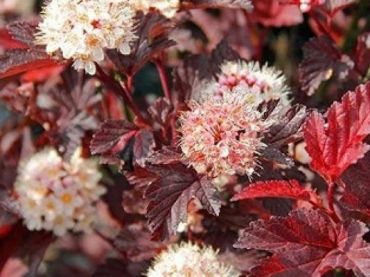 Изображение Пузыреплодник калинолистный Сентер Глоу Пузыреплодник калинолистный Сентер Глоу