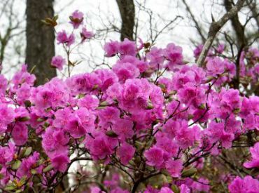 Рододендрон сихотинский