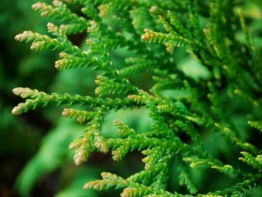 Изображение Туевик поникающий Туевик поникающий