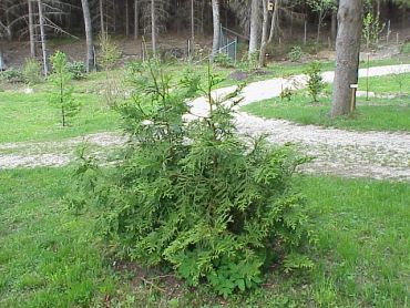 Изображение Туевик поникающий Туевик поникающий