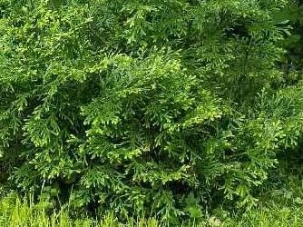 Изображение Туевик поникающий Туевик поникающий