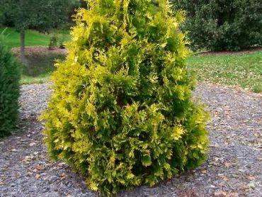 Изображение Туя западная Ауреа Туя западная Ауреа
