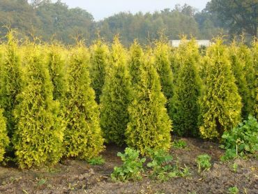 Изображение Туя западная Ауреа Туя западная Ауреа