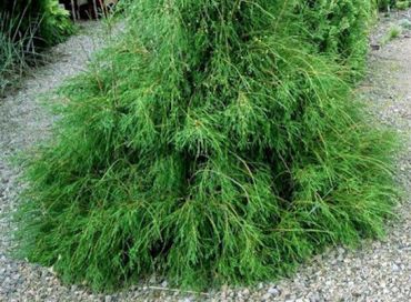 Изображение Туя западная Филиформис Туя западная Филиформис