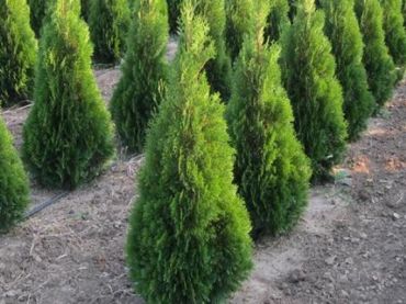 Туя западная Смарагд