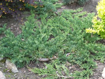 Изображение Можжевельник горизонтальный Вилтони Можжевельник горизонтальный Вилтони