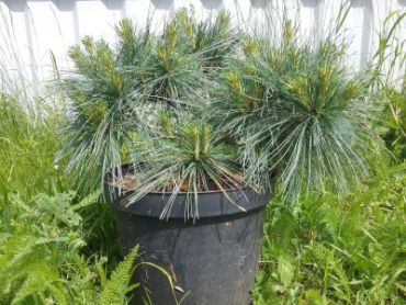 Изображение Сосна Веймутова Радиата Сосна Веймутова Радиата