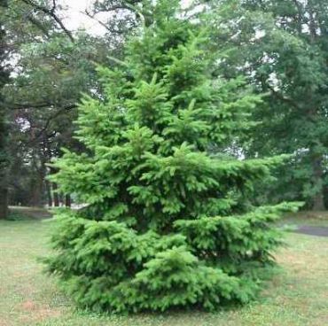 Изображение Псевдотсуга Мензиса Псевдотсуга Мензиса