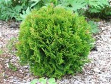 Изображение Туя западная Литл Гиант Туя западная Литл Гиант