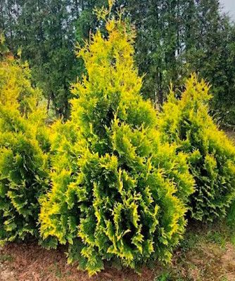 Изображение Туя западная Еллоу Риббон Туя западная Еллоу Риббон
