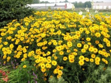 Изображение Гелиопсис Гелиопсис