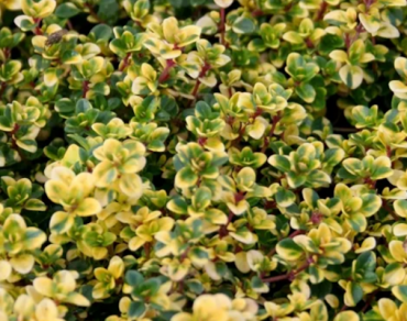 Тимьян лимоннопахнущий Дун Велли