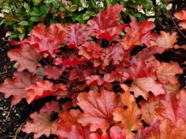 Гейхера гибридная Пич Фламбе