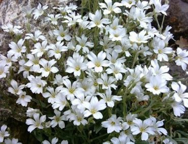 Изображение Ясколка Биберштейна Ясколка Биберштейна