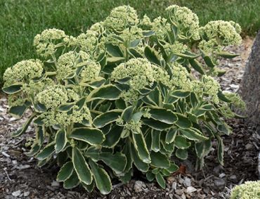 Изображение Очиток видный Отумн Чарм Очиток видный Отумн Чарм