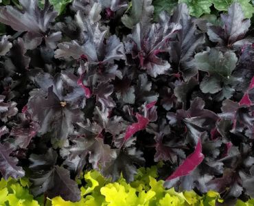 Изображение Гейхера Блэк Перл Гейхера Блэк Перл