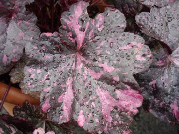 Гейхера гибридная Миднайт Роуз