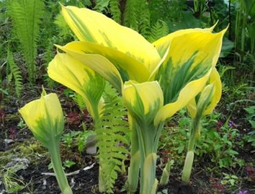 Хоста Либерти