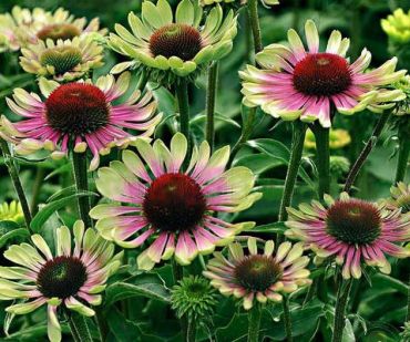 Эхинацея пурпурная Грин Твистер