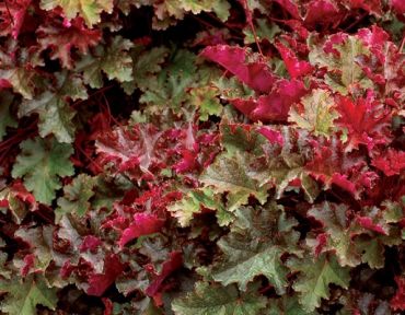 Гейхера Чоколад Раффлс