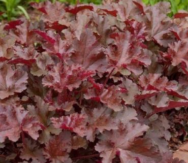 Гейхера Чоколад Раффлс