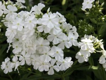 Флокс метельчатый Сирень белая