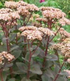 Очиток видный Матрона