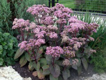 Изображение Очиток видный Матрона Очиток видный Матрона