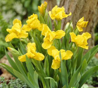 Изображение Ирис карликовый Брасси Ирис карликовый Брасси