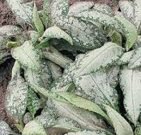 Изображение Медуница длиннолистная Маджести Медуница длиннолистная Маджести