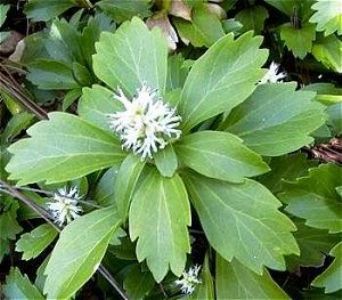 Пахизандра верхушечная