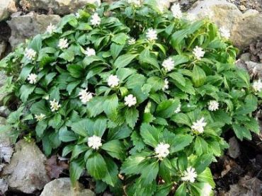 Изображение Пахизандра верхушечная Пахизандра верхушечная