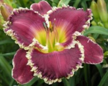 Изображение Лилейник Биттилин Лилейник Биттилин