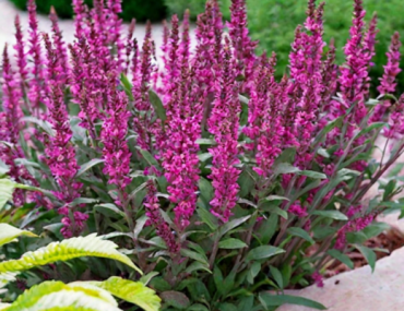 Изображение Шалфей пышный Мерло Роуз Компакт Шалфей пышный Мерло Роуз Компакт