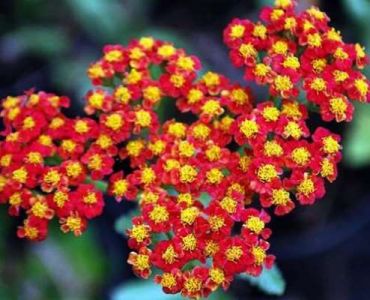 Тысячелистник Уолтер Фанки