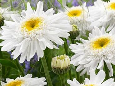 Нивяник Виррал Суприм