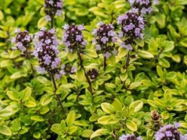 Изображение Тимьян лимоннопахнущий Тимьян лимоннопахнущий