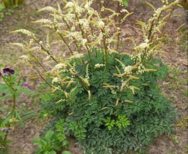 Волжанка петрушколистная 