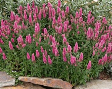 Изображение Вероника колосковая Хайдекинд Вероника колосковая Хайдекинд