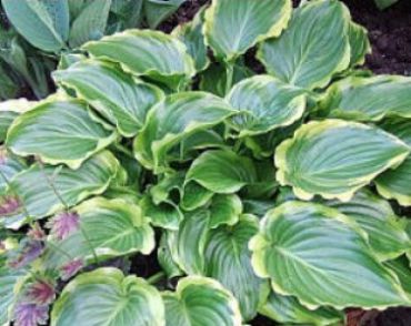 Изображение Хоста Шуга энд Спайс Хоста Шуга энд Спайс