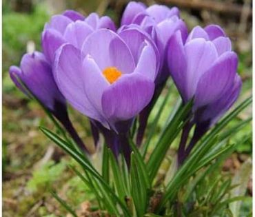 Крокус крупноцветковый Гранд Мэтр (1 штука)