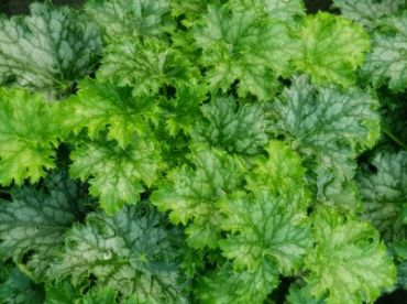 Гейхера Эпл Крисп