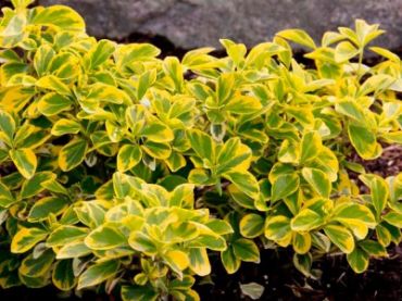 Бересклет Форчуна Эмеральд Голд